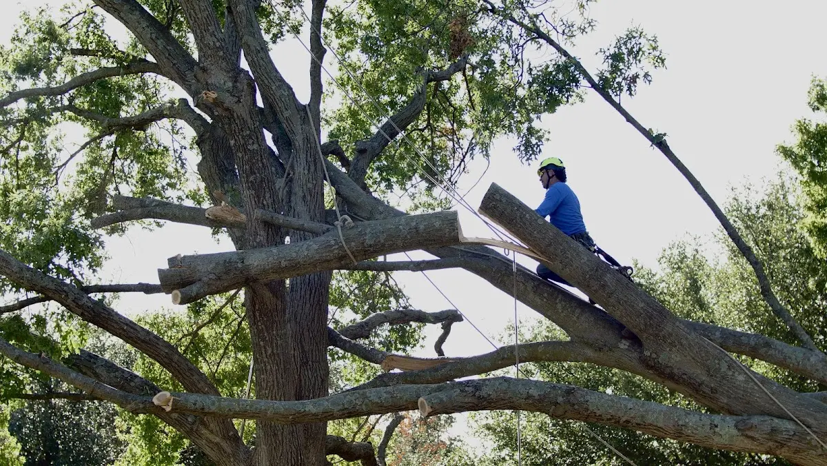 Professional Hazardous Tree Removal performed by certified arborists in Hugo